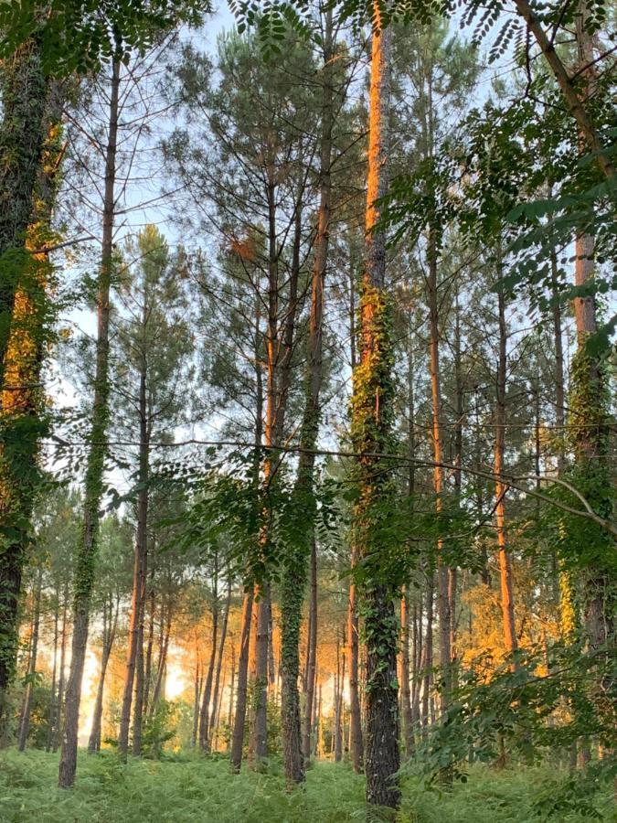 Rion-Des-Landes L Estanguet Maison Octogonale En Foret מראה חיצוני תמונה